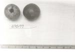 Click for 1 image(s) for this accession. FRUIT